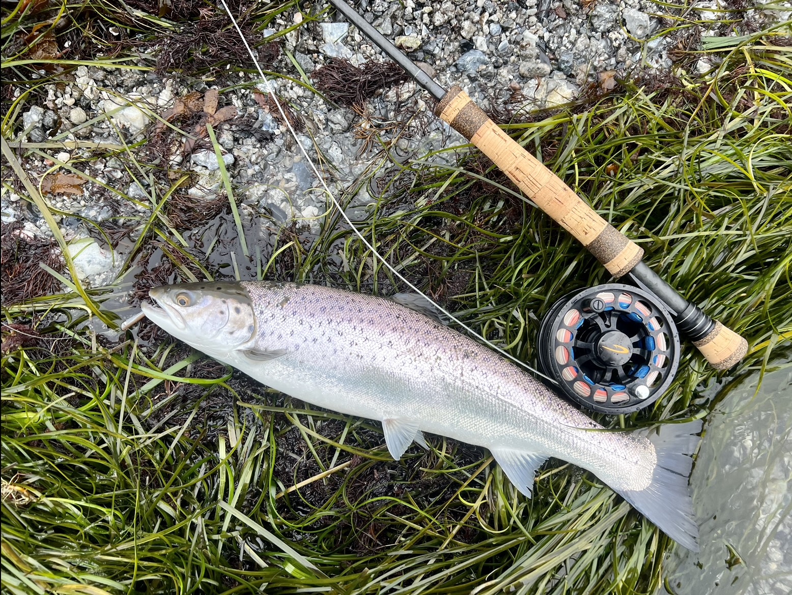 Fly Fish 4 Fun Om flugfiske efter havsöring på kusten